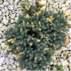 Можжевельник чешуйчатый (Juniperus squamata Floreant)
