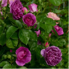 Роза флорибунда (Rose floribunda Minerva)