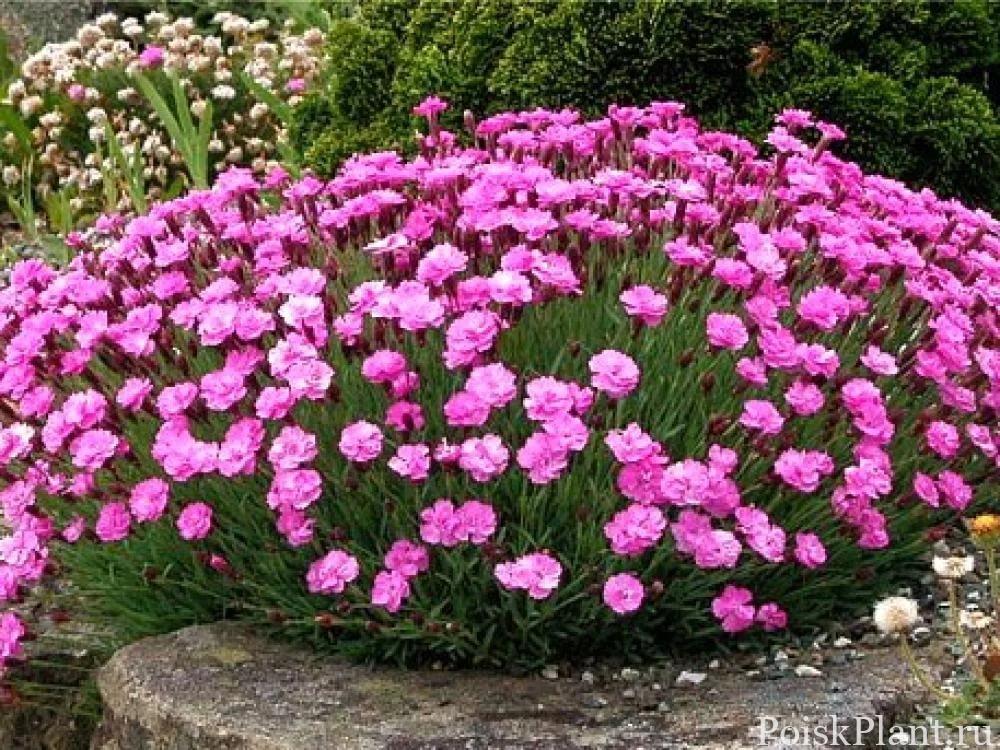 Гвоздика сизая Pink Jewel