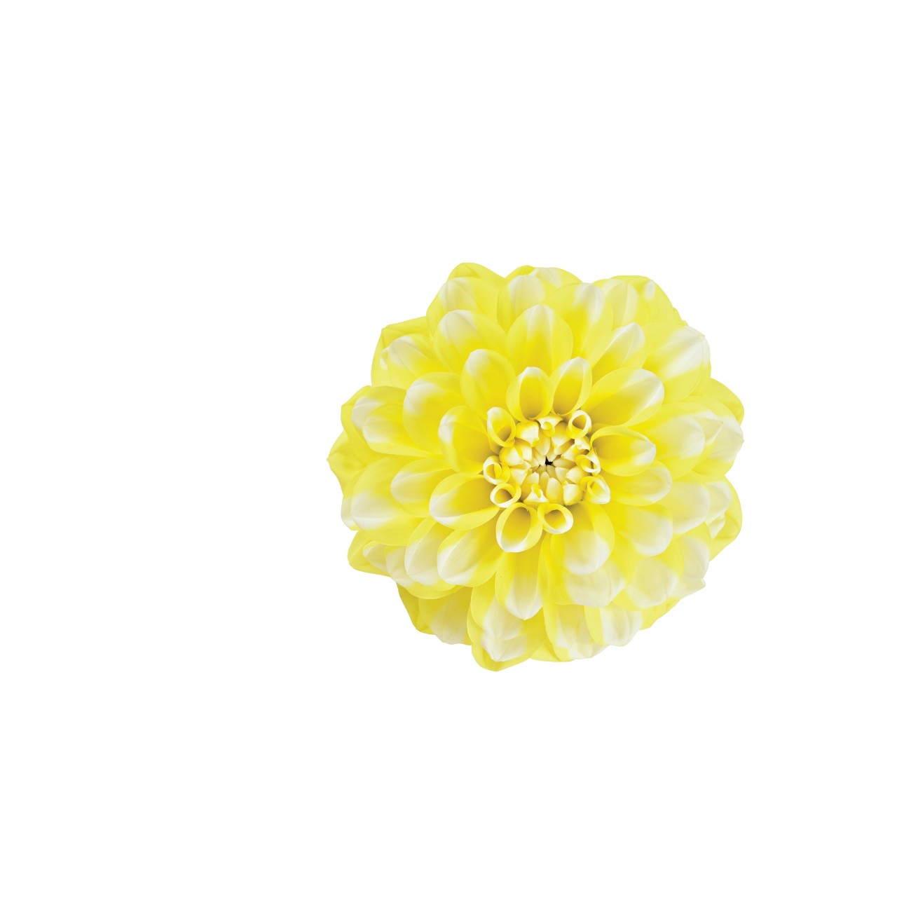 Георгина Hypnotica Lemon Swirl