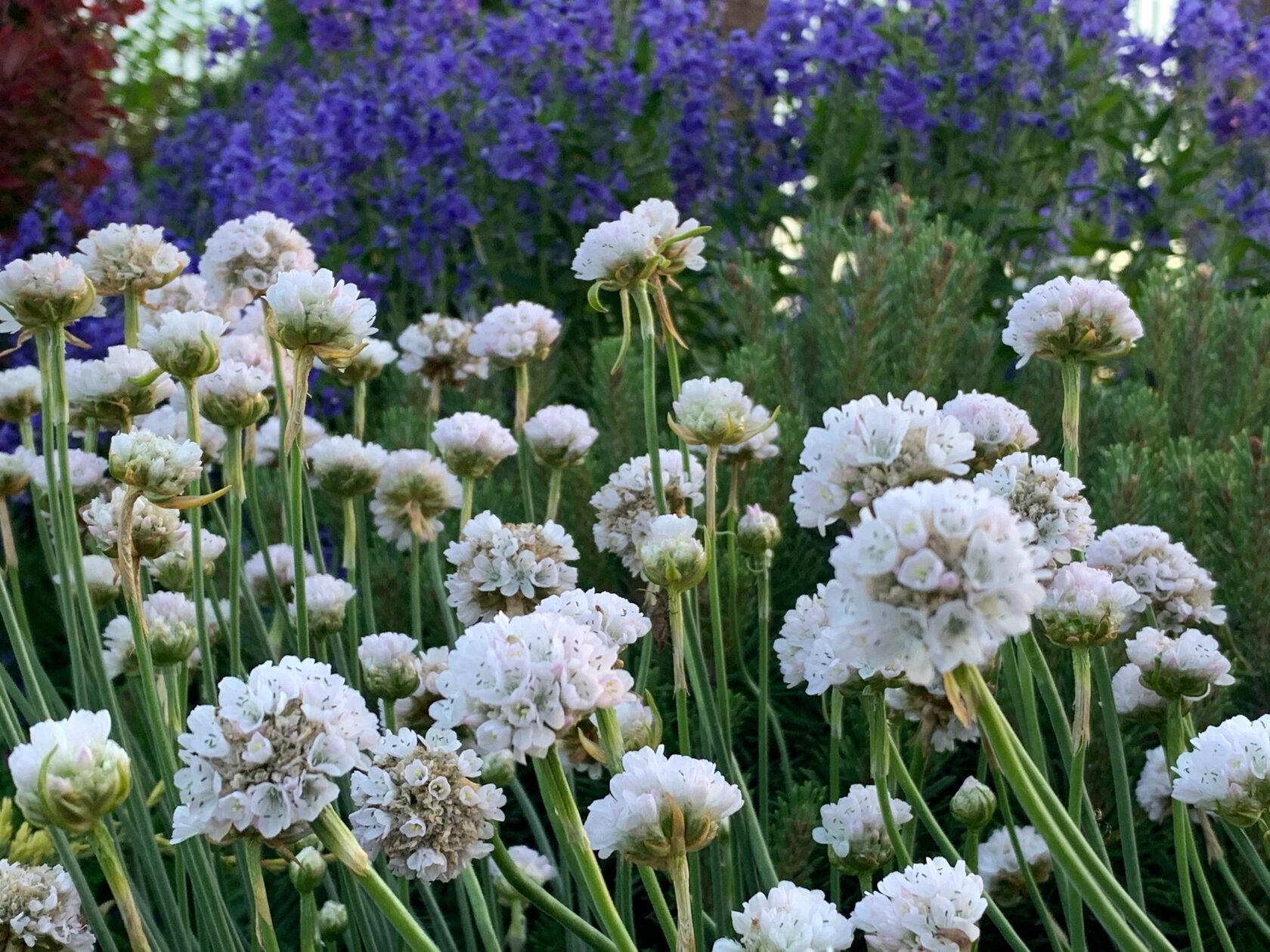 Армерия приморская Альба / Armeria maritima Alba / С2