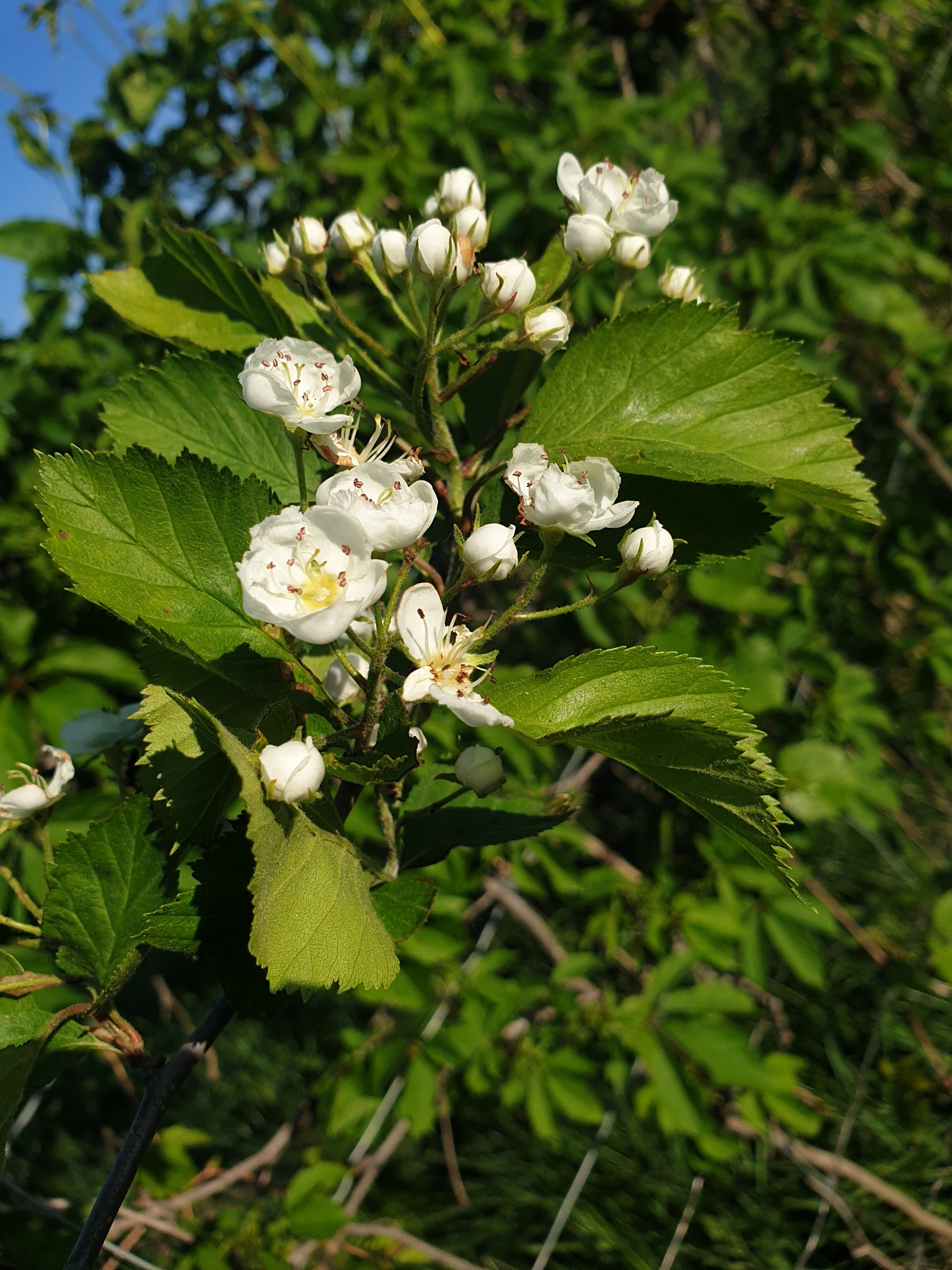 international backfill (iNaturalist): Crataegus