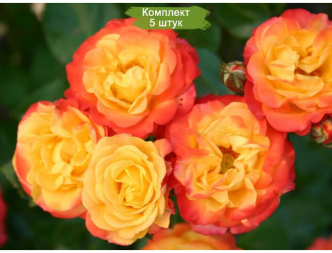 Роза Румба (спрей)