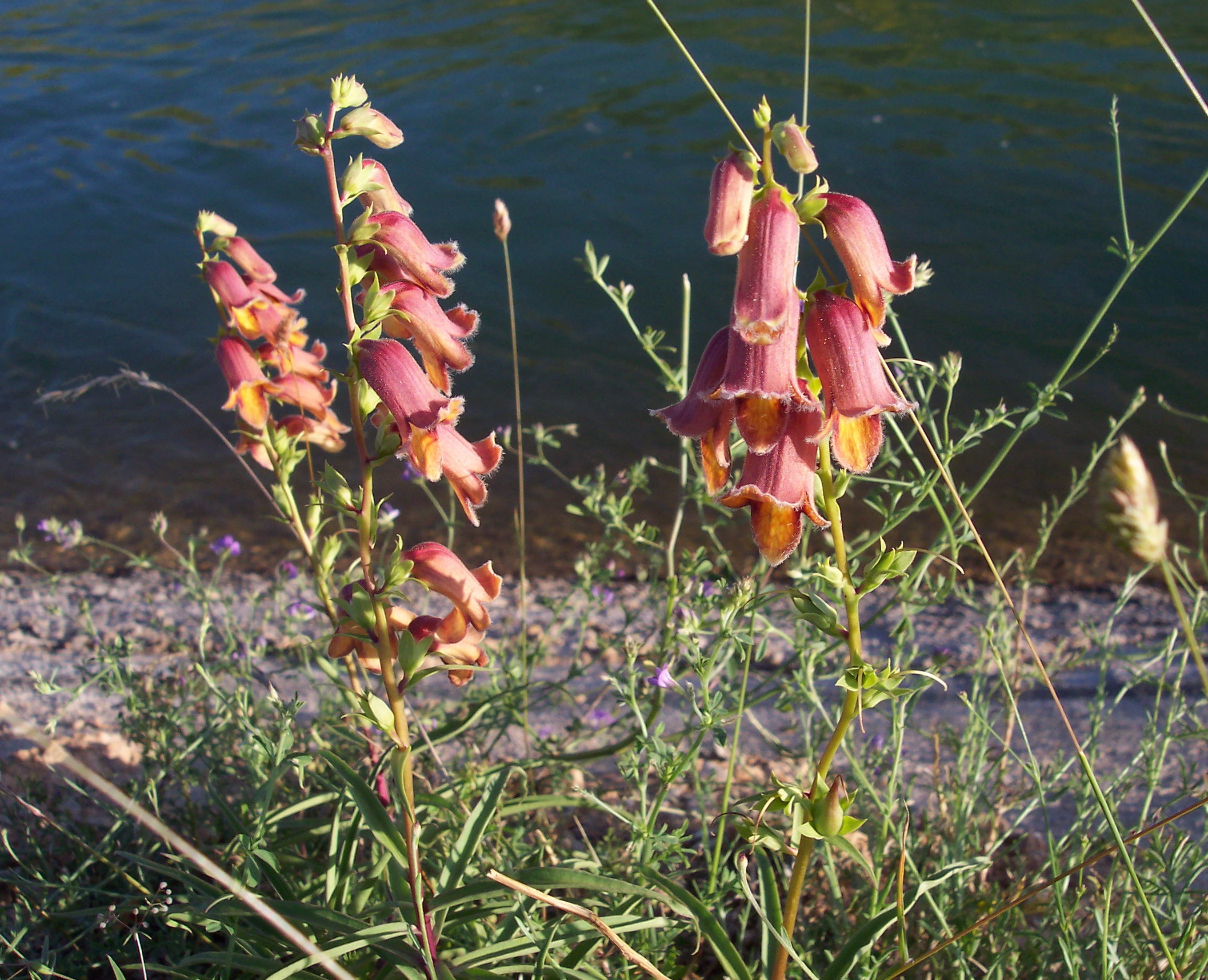 Наперстянка обскура Sunset Foxglove