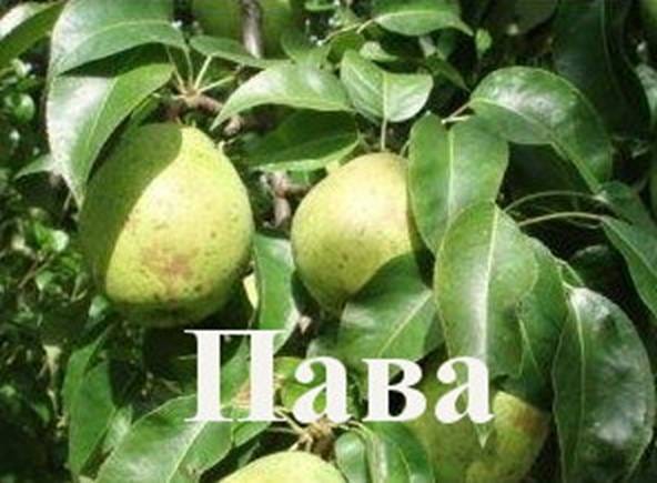 Груша Пава