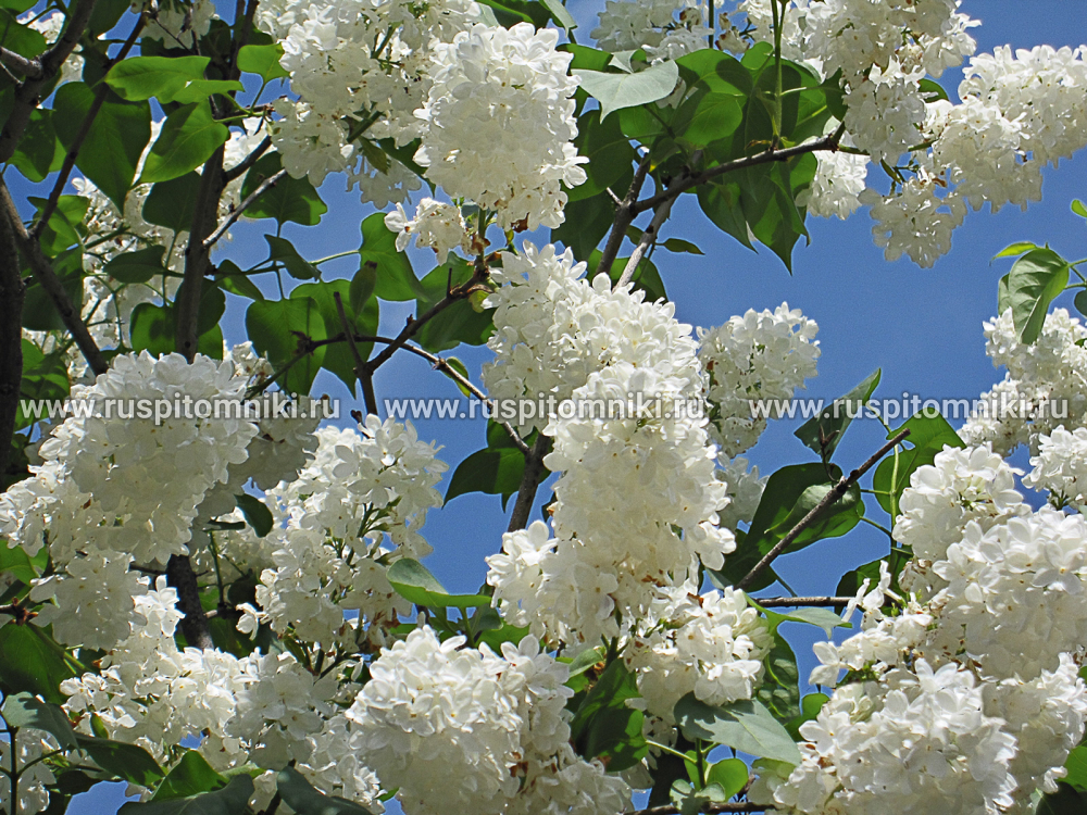 Сирень обыкновенная Flora 1953’ = ‘Flora