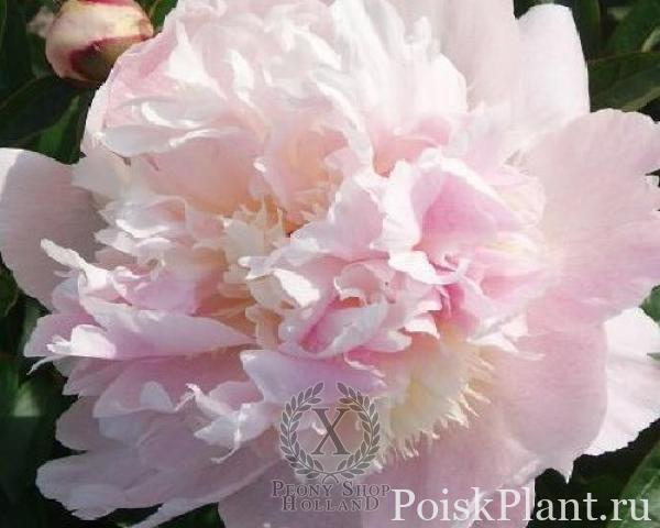 Пион травянистый Petticoat Flounce