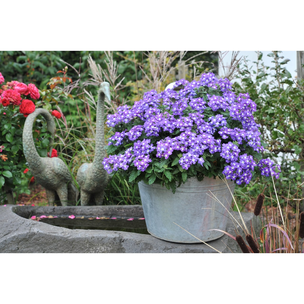 Вербена Empress Flair Purple Charme