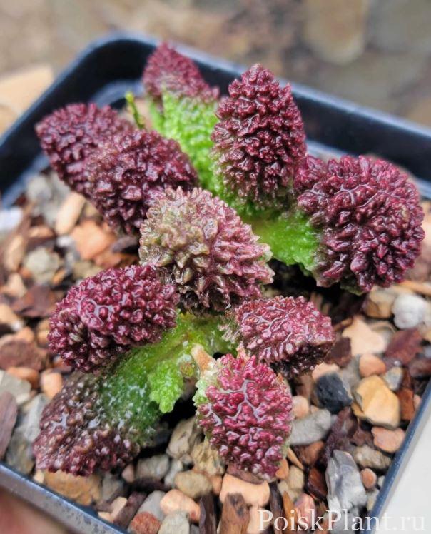 Адромискус мариана Herrei Red Coral