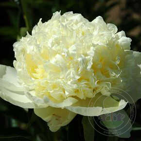 pion-travyanistyy-goldilocks