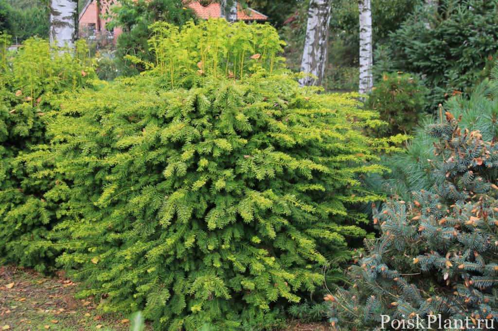 Тис ягодный Dowastonii Aurea