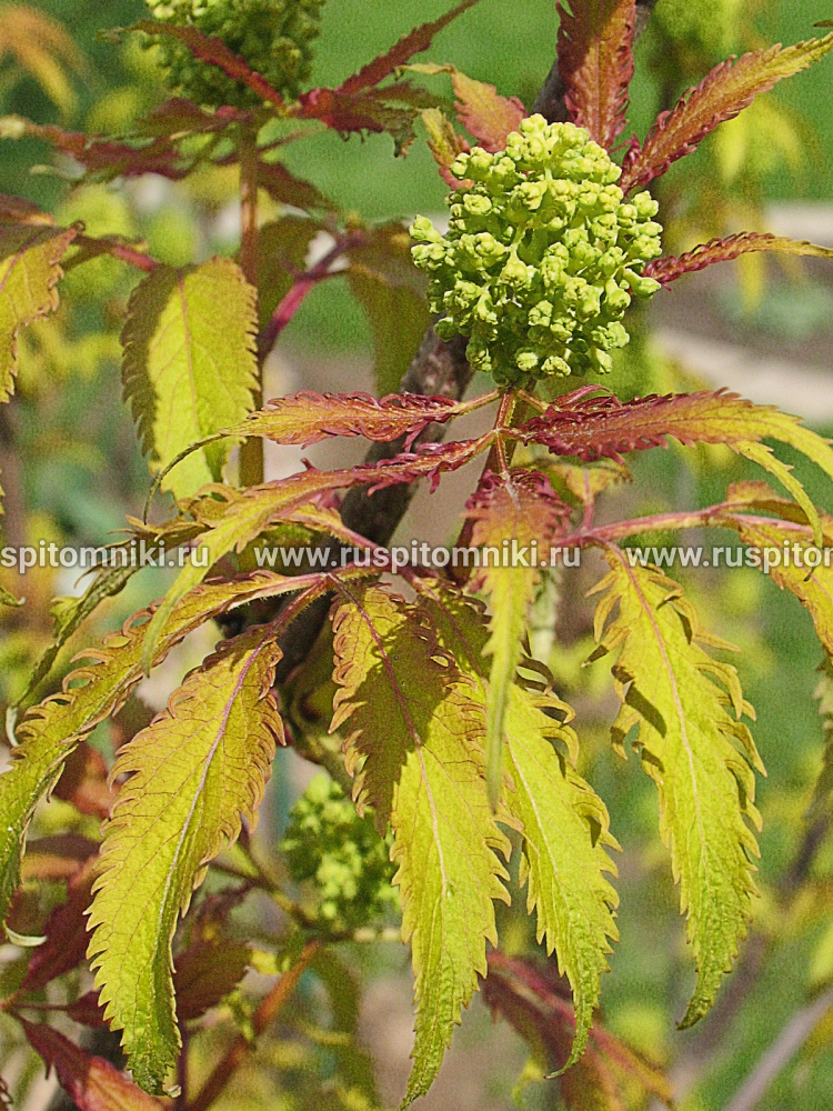 Бузина кистистая, бузина красная Plumosa Aurea
