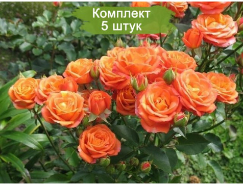 Роза Келли (спрей)