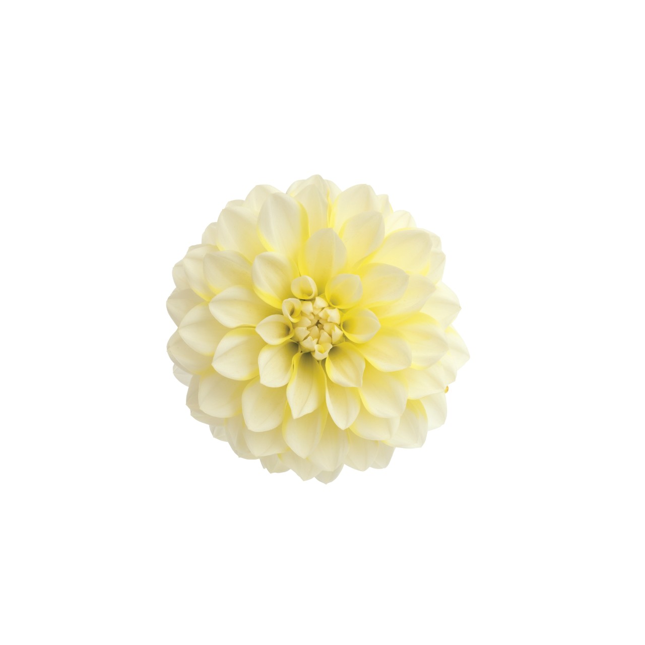 Георгина Hypnotica Lemon Swirl