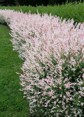 Ива цельнолистная "Хакуро-Нишики" 101-150 см (Salix Integra Hakuro-Nishiki)