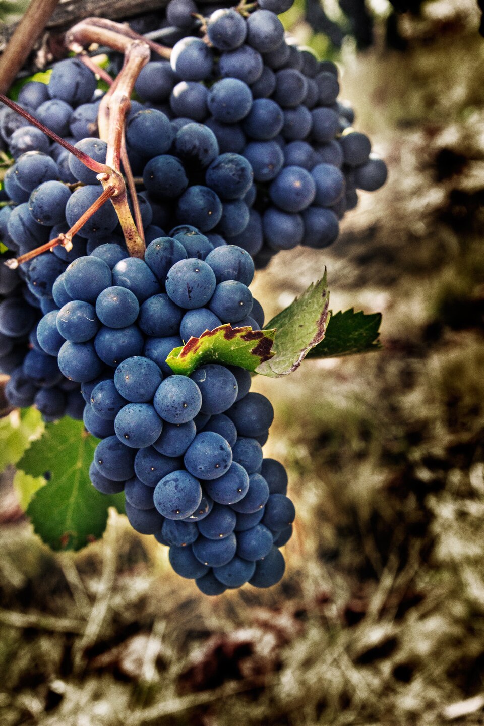 Виноград Pinot Noir
