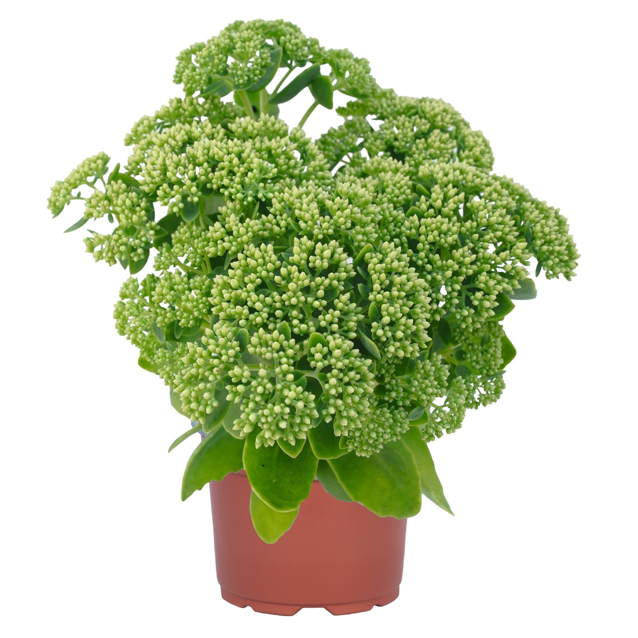 Очиток telephium Autumn Joy