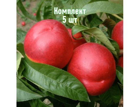 Нектарин Кипарг