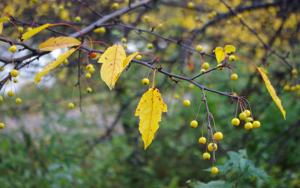 international backfill (iNaturalist): Malus