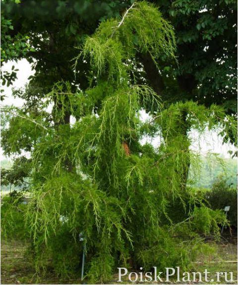 Можжевельник виргинский Pendula