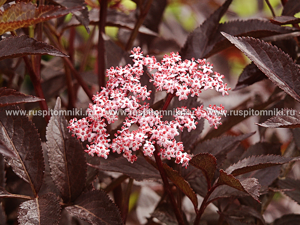 Бузина черная Guincho Purple` = `Purpurea
