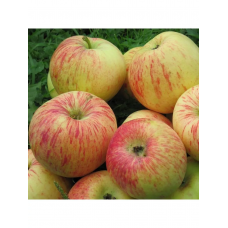 Яблоня Балтика (Malus )