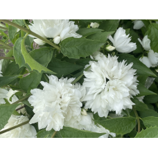 Чубушник венечный Совершенство (Philadelphus coronarius )