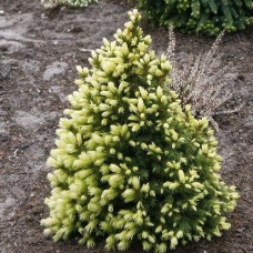 Ель колючая Bialobok (Белобок)