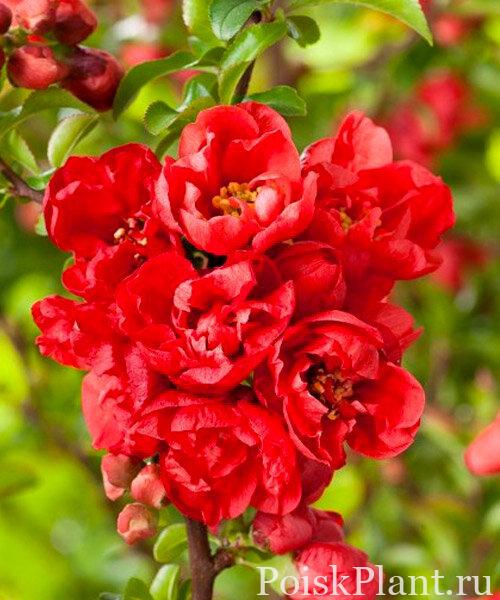 Айва японская Red Joy
