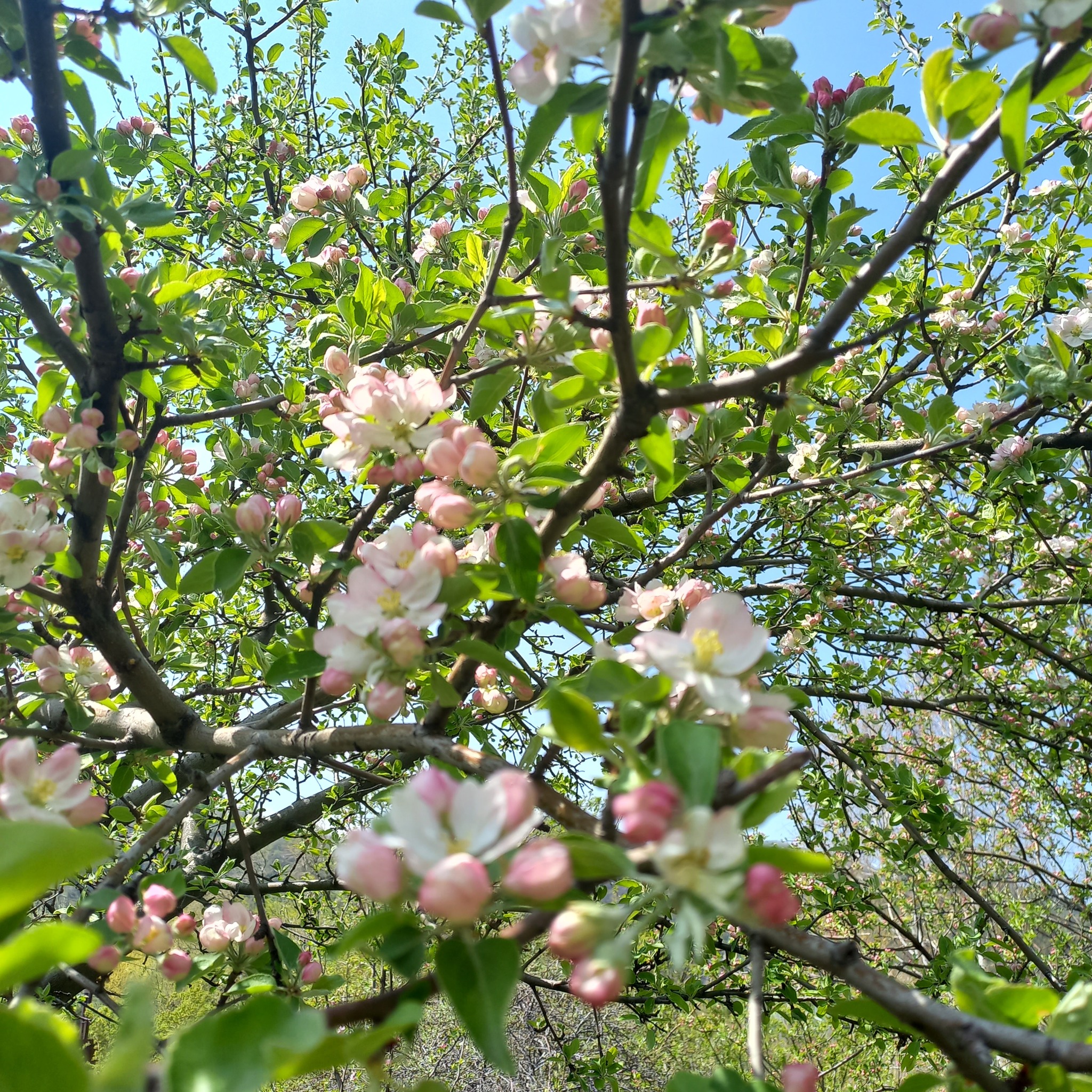 international backfill (iNaturalist): Malus domestica