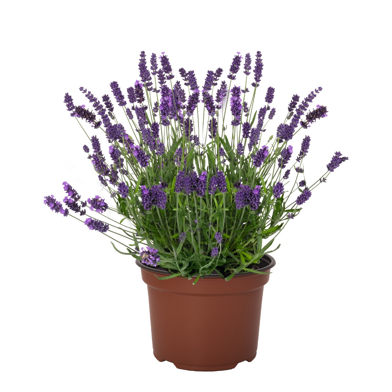 Лаванда angustifolia La Diva Vintage Violet