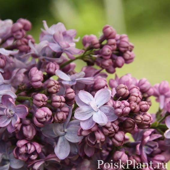Сирень обыкновенная Perle von Stuttgart