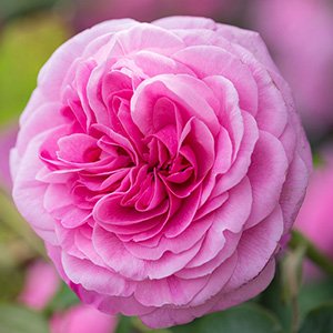 Роза "Gertrude Jekyll"