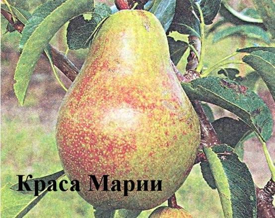 Груша Краса Марии