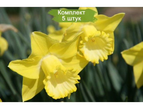 Нарцисс Спелбиндер (желтый)