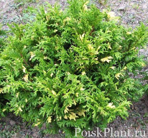 Кипарисовик горохоплодный Nana Aureovariegata