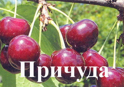Дюк Причуда