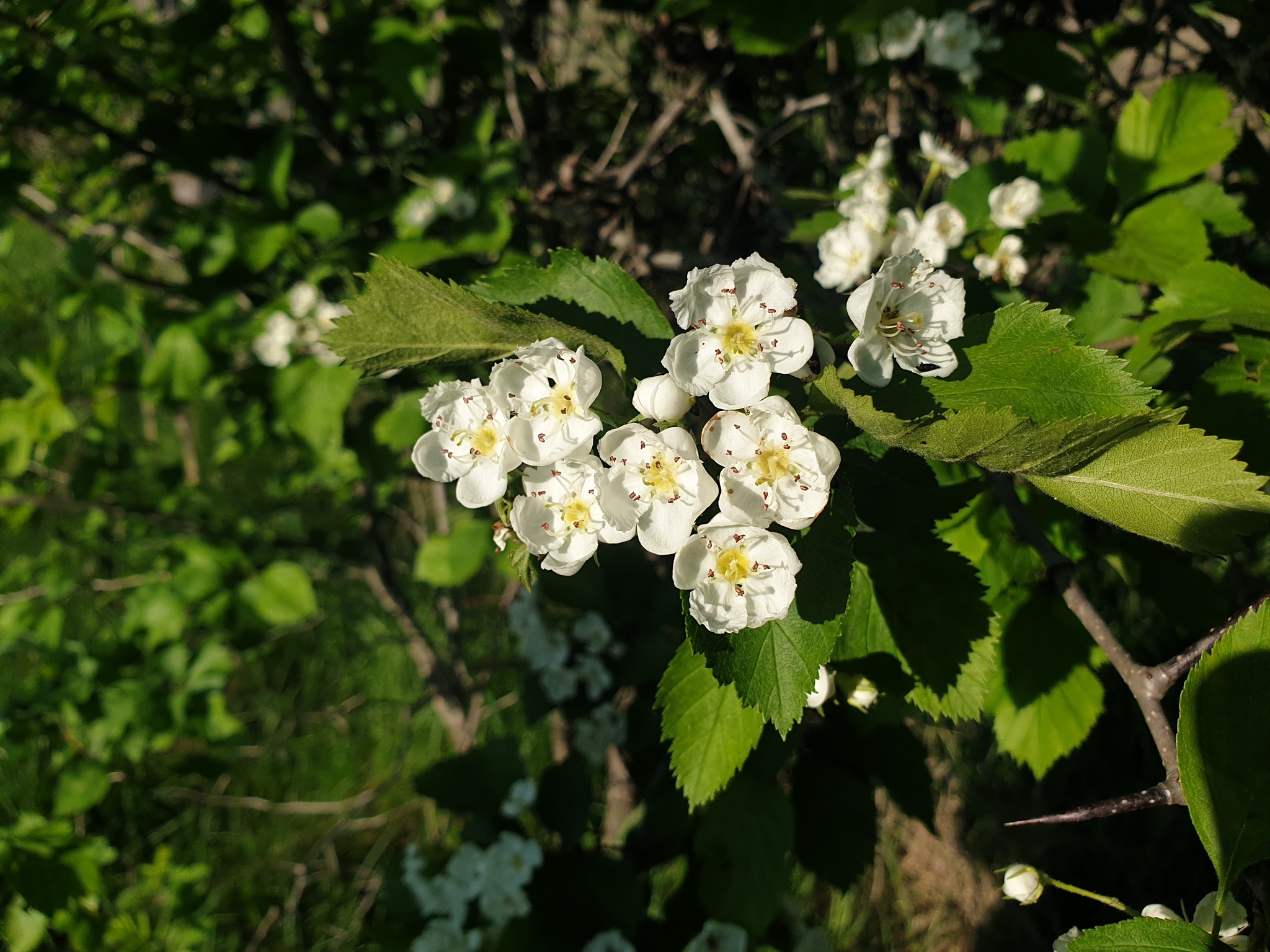 international backfill (iNaturalist): Crataegus