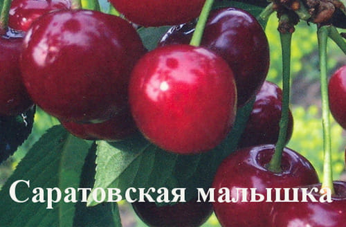 Дюк Саратовская малышка
