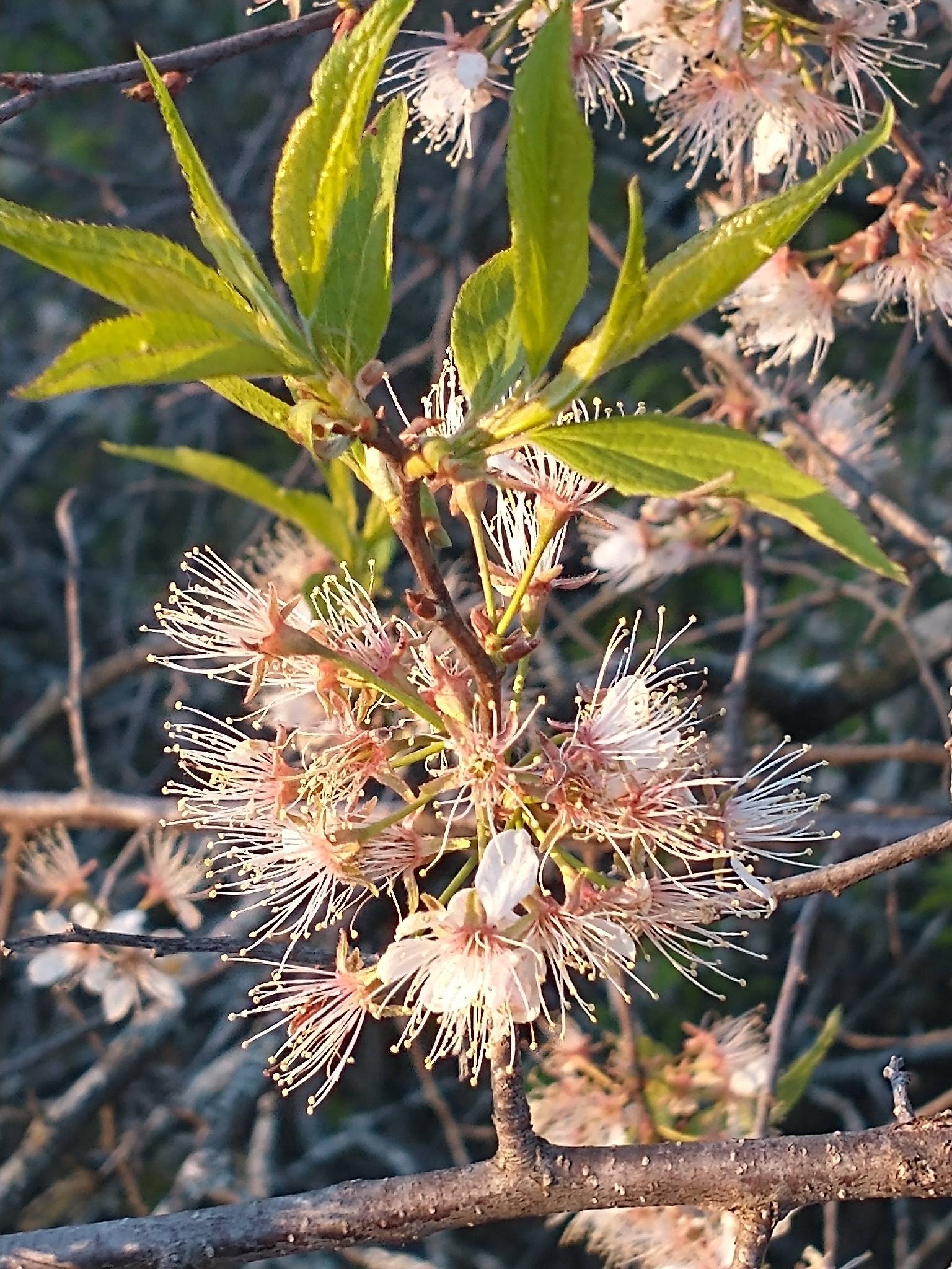 international backfill (iNaturalist): Prunus domestica