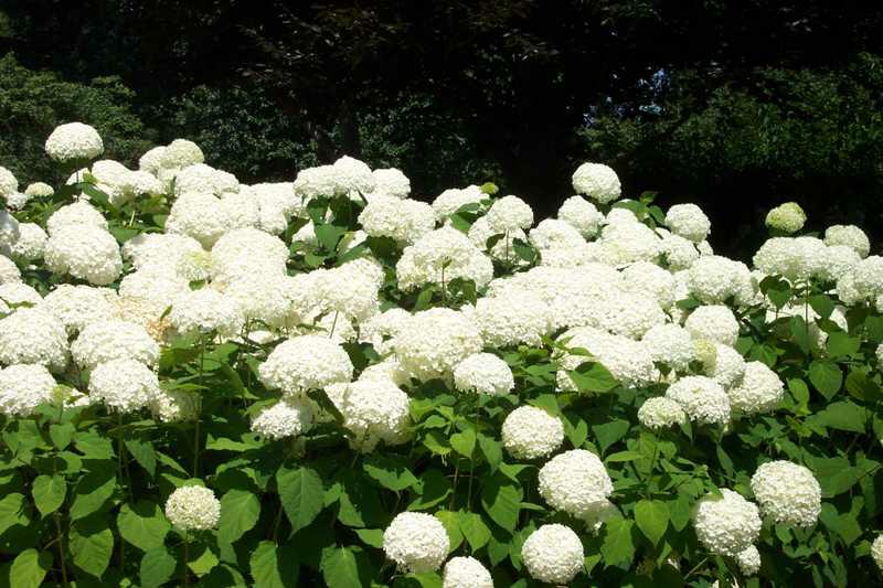 Гортензия древовидная Grandiflora