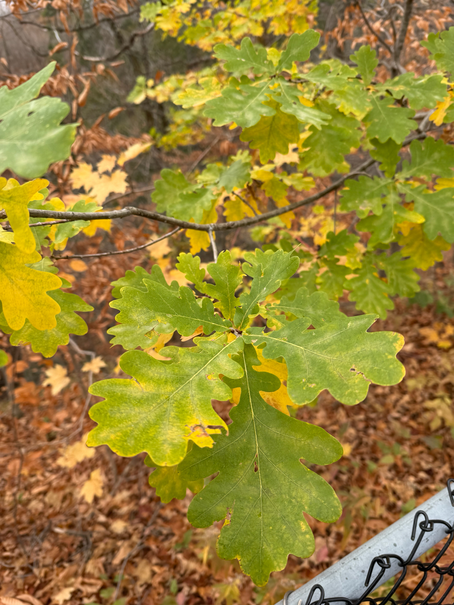 international backfill (iNaturalist): Quercus robur