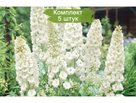 Дельфиниум Галахад