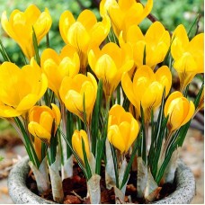 Крокус Golden Yellow