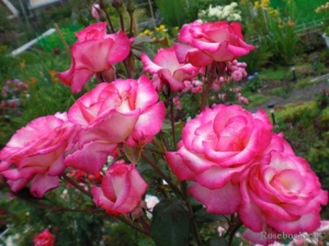 Роза Хендель
