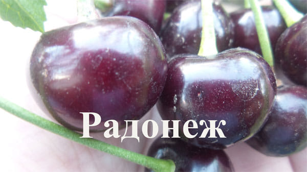 Дюк Радонеж