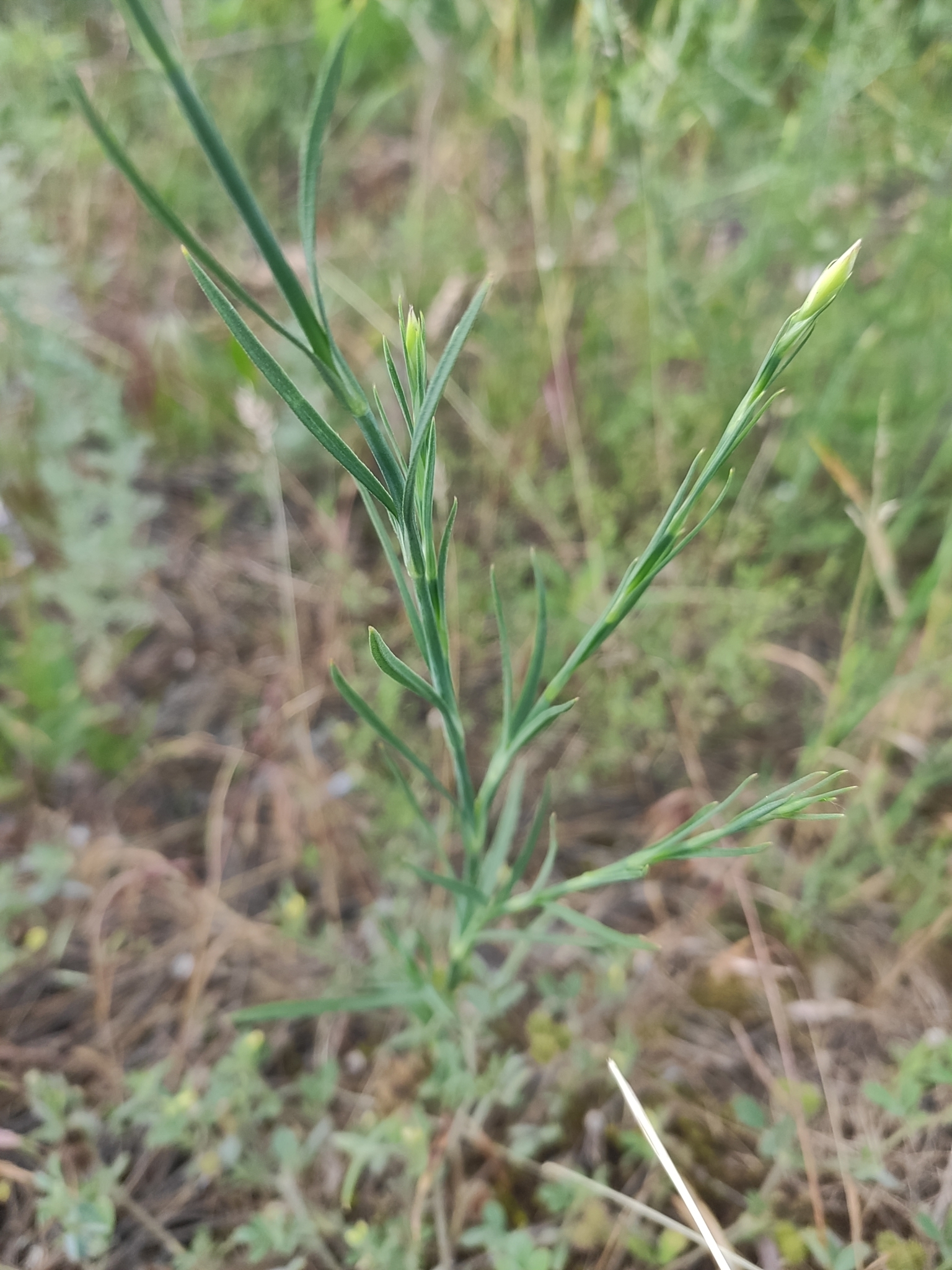 international backfill (iNaturalist): Dianthus