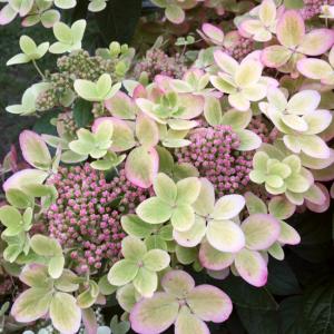 Гортензия метельчатая "Pastelgreen"