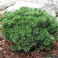 Сосна горная (Pinus mugo Mini Mini)