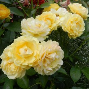 Роза "Anisade"